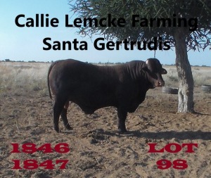 1 x SANTA GERTRUDIS BULL Callie Lemcke