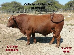 1 x BEEFMASTER BULL Nico Lemcke