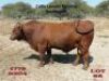 1 x BEEFMASTER BULL Nico Lemcke