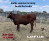 1 x SANTA GERTRUDIS HEIFER Callie Lemcke