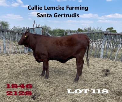 1 x SANTA GERTRUDIS HEIFER Callie Lemcke