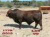 1 x SANTA GERTRUDIS BULL Callie Lemcke
