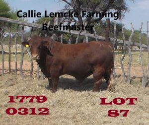 1 x BEEFMASTER BULL Nico Lemcke