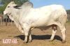 1 x BRAHMAN WHITE BULL LJV