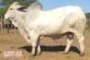 1 x BRAHMAN WHITE BULL LJV