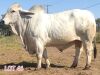 1 x BRAHMAN WHITE BULL LJV - 2