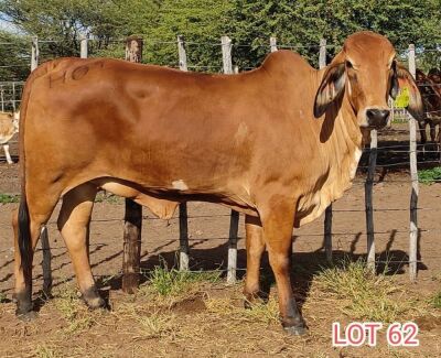 2 x BRAHMAN RED HEIFER (PAY PER ANIMAL TO TAKE THE LOT)