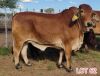 2 x BRAHMAN RED HEIFER (PAY PER ANIMAL TO TAKE THE LOT) - 2