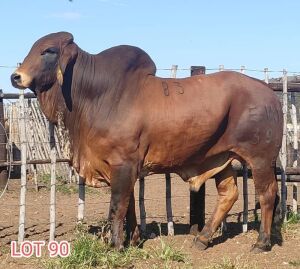 1 x BRAHMAN RED BULL LJV