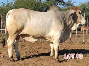 1 x BRAHMAN WHITE BULL LJV