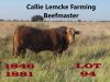 1 x BEEFMASTER BULL Callie Lemcke