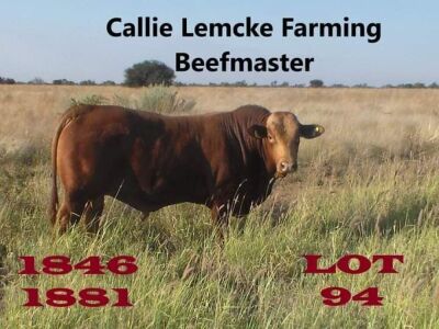 1 x BEEFMASTER BULL Callie Lemcke