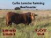 1 x BEEFMASTER BULL Callie Lemcke