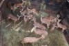 21X ROOIBOK M:1 V/F:20 Matlabas Reserve (Per Piece to take the lot/Per stuk om lot te neem)
