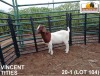 LOT 104 1X KOMMERSIELE OOI/COMMERCIAL EWE BOERBOK VINCENT TITIES BOERBOKKE - 2