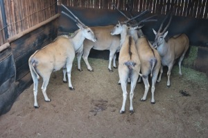 5X ELAND V/F:5 Matlabas Reserve (Per Piece to take the lot/Per stuk om lot te neem)