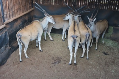 5X ELAND V/F:5 Matlabas Reserve (Per Piece to take the lot/Per stuk om lot te neem)