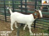 LOT 105 1X KOMMERSIELE OOI/COMMERCIAL EWE BOERBOK VINCENT TITIES BOERBOKKE - 2