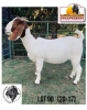 LOT 98 1X KOMMERSIELE OOI/COMMERCIAL EWE BOERBOK BENITA VAN RENSBURG BOERBOKKE