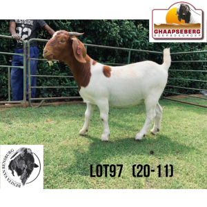 LOT 97 1X KOMMERSIELE OOI/COMMERCIAL EWE BOERBOK BENITA VAN RENSBURG BOERBOKKE