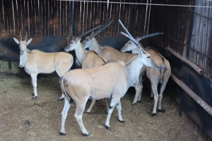 5X ELAND V/F:5 Matlabas Reserve (Per Piece to take the lot/Per stuk om lot te neem)