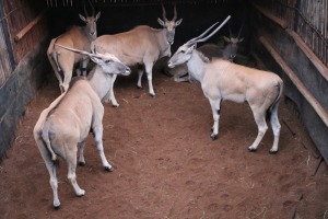 5X ELAND V/F:5 Matlabas Reserve (Per Piece to take the lot/Per stuk om lot te neem)