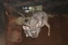 1X KOEDOE M:1 Matlabas Reserve