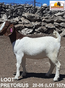 LOT 107 1X KOMMERSIELE OOI/COMMERCIAL EWE BOERBOK LOOD PRETORIUS BOERBOKKE