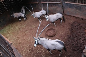 5X GEMSBOK M:3 V/F:2 Matlabas Reserve (Per Piece to take the lot/Per stuk om lot te neem)