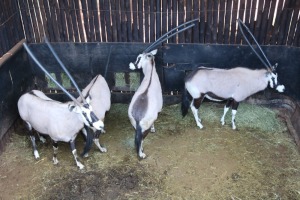 4X GEMSBOK V/F:4 Matlabas Reserve (Per Piece to take the lot/Per stuk om lot te neem)