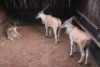 3X ELAND M:3 Matlabas Reserve (Per Piece to take the lot/Per stuk om lot te neem)
