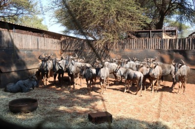 18X BLOUWILDEBEES M:4 V/F:14 Matlabas Reserve + 1 KOLOBE GUEST HOUSE (Per Piece to take the lot/Per stuk om lot te neem)