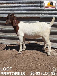 LOT 92 1X KOMMERSIELE OOI/COMMERCIAL EWE BOERBOK LOOD PRETORIUS BOERBOKKE