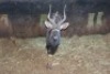 1X NJALA M:1 Matlabas Reserve