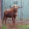 1X GOUE WILDEBEES M:1 Sekgweng Game Breeders