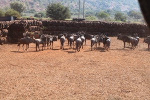 26X BLOUWILDEBEES M:4 V/F:15 Matlabas Reserve (Per Piece to take the lot/Per stuk om lot te neem)