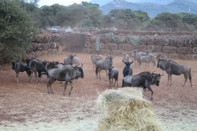 23X BLOUWILDEBEES M: V/F:13 Matlabas Reserve (Per Piece to take the lot/Per stuk om lot te neem)