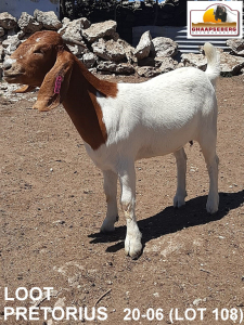 LOT 108 1X KOMMERSIELE OOI/COMMERCIAL EWE BOERBOK LOOD PRETORIUS BOERBOKKE