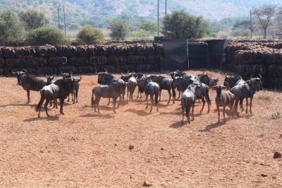 6X BLOUWILDEBEES M:18 V/F: Matlabas Reserve (Per Piece to take the lot/Per stuk om lot te neem)