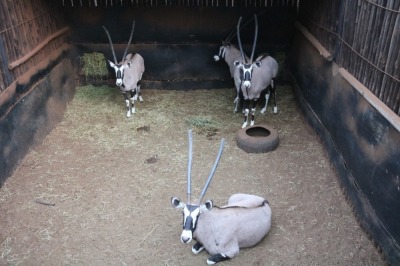 4X GEMSBOK V/F:4 Matlabas Reserve (Per Piece to take the lot/Per stuk om lot te neem)