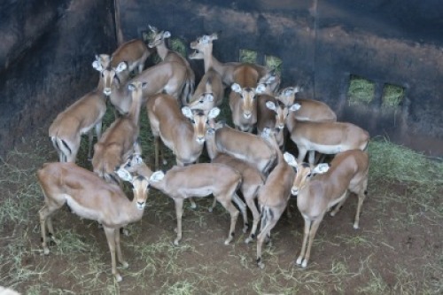 18X ROOIBOK M:3 V/F:15 Matlabas Reserve (Per Piece to take the lot/Per stuk om lot te neem)
