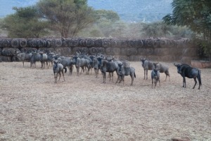 26X BLOUWILDEBEES M:2 V/F:16 Matlabas Reserve (Per Piece to take the lot/Per stuk om lot te neem)