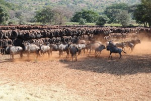 24X BLOUWILDEBEES M:3 V/F:15 Matlabas Reserve (Per Piece to take the lot/Per stuk om lot te neem)