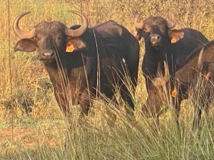 4X BUFFELS (Slegs op katalogus) V/F: Trollope Brothers (Per Piece to take the lot/Per stuk om lot te neem)