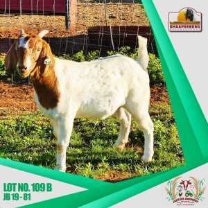 LOT 109B 1X KOMMERSIELE OOI/COMMERCIAL EWE BOERBOK JANTJIES BOERDERY PTY LTD