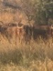 4X BUFFELS (Slegs op katalogus) V/F: Trollope Brothers (Per Piece to take the lot/Per stuk om lot te neem) - 2