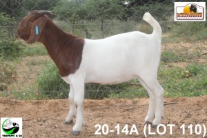 LOT 110 1X KOMMERSIELE OOI/COMMERCIAL EWE BOERBOK TSEPAMO & CO LTD