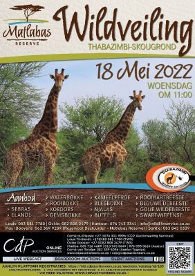 2X KAMEELPERD(Slegs op katalogus) M:1 V/F:1 Matlabas Reserve (Per Piece to take the lot/Per stuk om lot te neem)