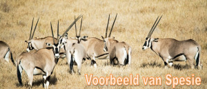 7X GEMSBOK (Slegs op katalogus) Willem Coetzee (Per Piece to take the lot/Per stuk om lot te neem)