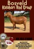 1X KALAHARI RED OOI/EWE STUD MYL 50